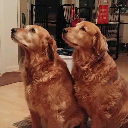 Happy 13th Birthday, George & Gracie!