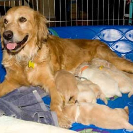 Meet Pearl & the Golden Nuggets!