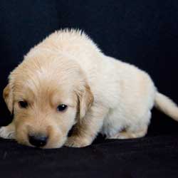 23-048 Red collar - Canyon