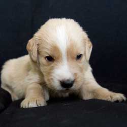 23-055 Green collar - Chase