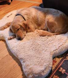 golden retriever snoozing on rug