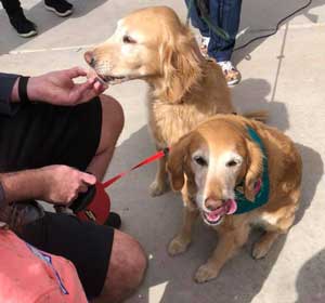 peanut butter licking contest