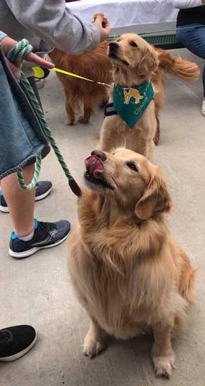 Golden retrievers sitting and waiting for peanut butter cups