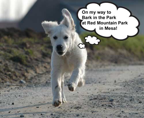 golden retriever running to bark in the park