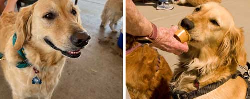 dog smiling and dog licking peanut butter