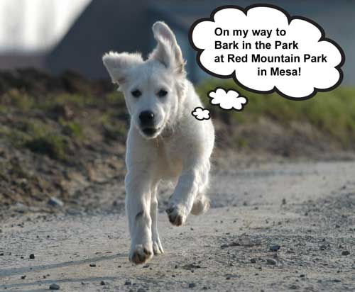 golden retriever running to bark in the park