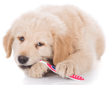 Dog with toothbrush
