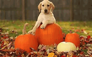 Pumpkin dog