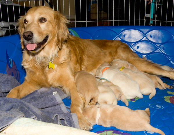 Pearl and her puppies
