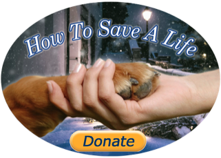 donate button with hand holding paw