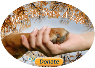 donate button with hand holding paw