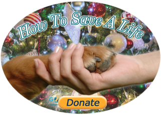 donate button with hand holding paw