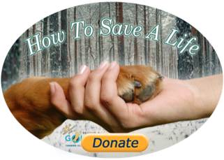 donate button with hand holding paw