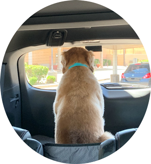 hendrix from the back in car