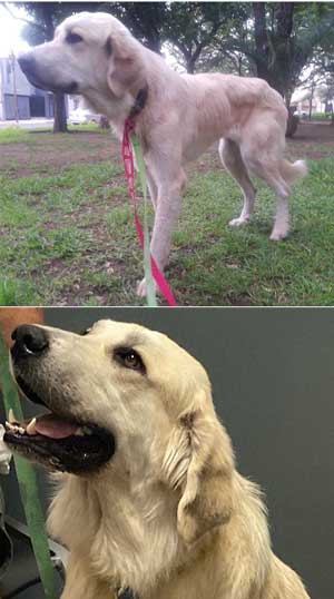 hendrix before and after