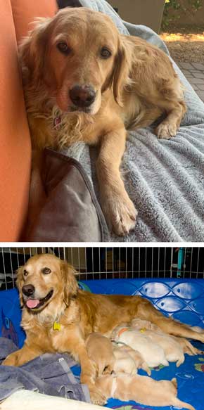 mama pearl and her puppies