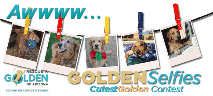 Cutest Golden 2017 Masthead Banner 697