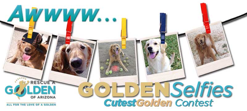 Cutest golden contest banner