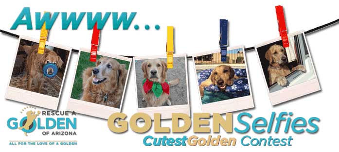 Cutest Golden 2017 2021 Masthead Banner 697