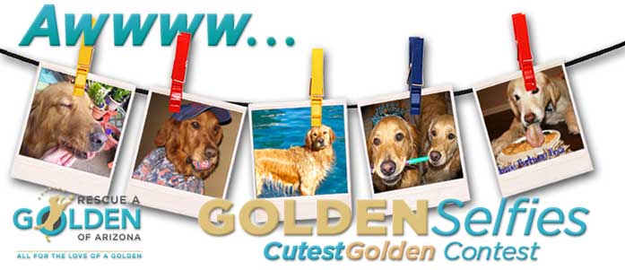 Cutest Golden Contest