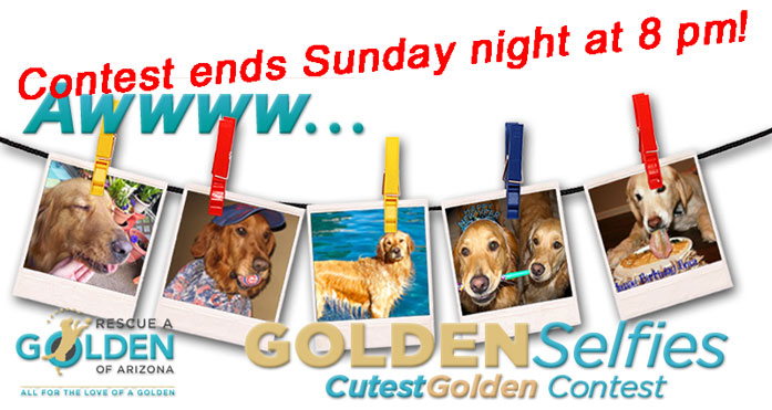 Cutest Golden Contest