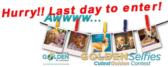 Cutest Golden Contest