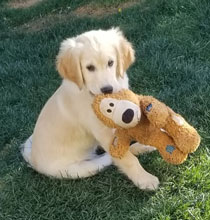 Fenway cute golden retriever