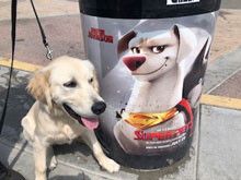 DaisyMae cute golden retriever