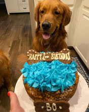 Bo cute golden retriever