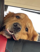 Bentley cute golden retriever