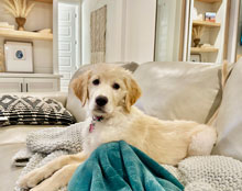 blaze cute golden retriever