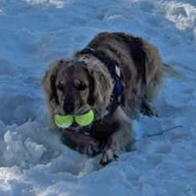 Valentino cute golden retriever