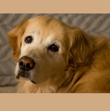 Thunder cute golden retriever