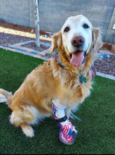 Shilow cute golden retriever