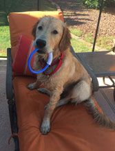 Marshall cute golden retriever