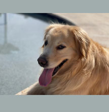 Ali cute golden retriever