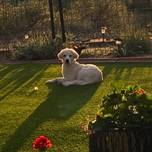 Logan cute golden retriever