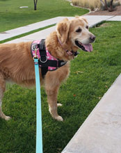 Ginger cute golden retriever