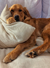 Birdie cute golden retriever