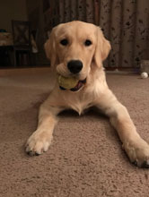 Maysie cute golden retriever
