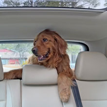 Winston cute golden retriever