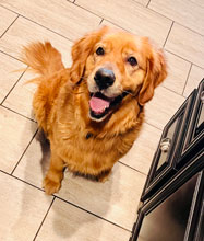 Spicy cute golden retriever