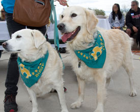 Tucker & Rosie cute golden retrievers
