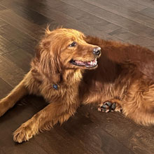 Daisy cute golden retriever