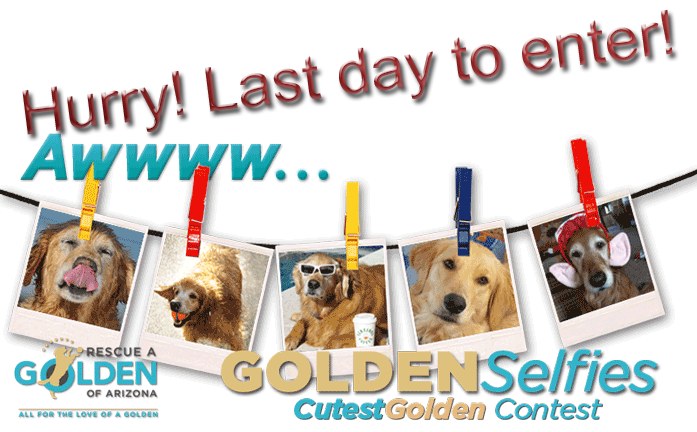 Cutest Golden Contest last day to enter