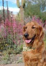 golden retriever 