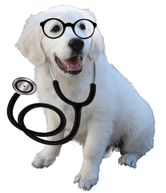 golden retriever wearing glasses & stethoscope