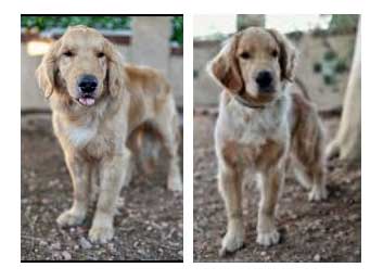 two golden retrievers