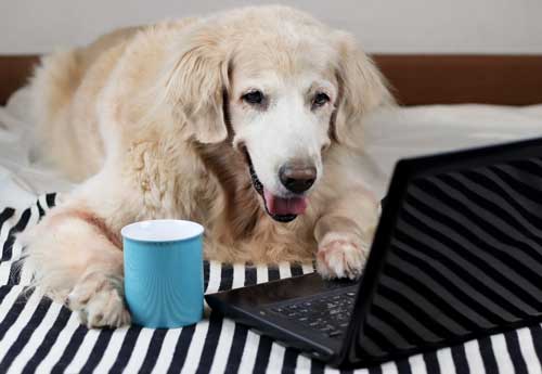 Golden Retriever using computer