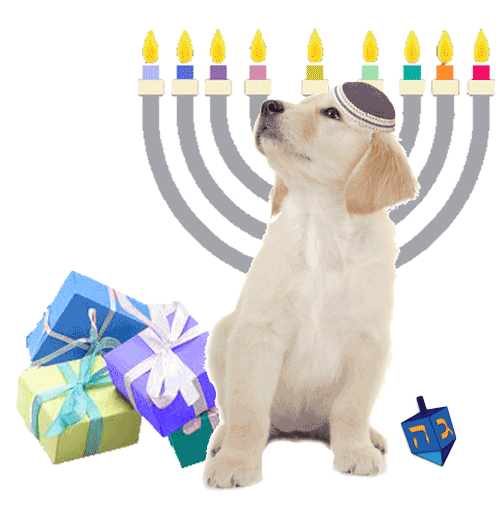 Golden puppy with menorah, dreidel, chanukah gifts